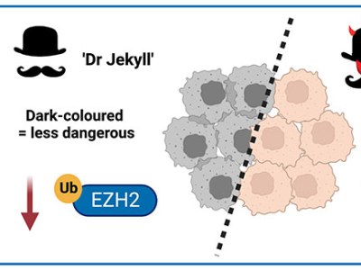 New cancer research discovers ‘Jekyll and Hyde’ cells